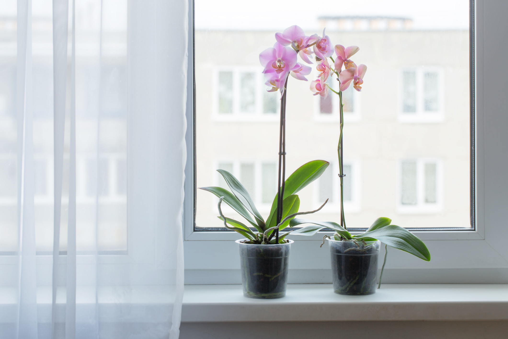 Amit sokan nem tudnak: ezt kell tenni télen az orchideával - Blikk Rúzs