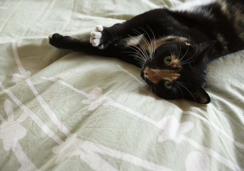 Te is magaddal viszed a macskádat az ágyba? Nem kellene, veszélybe is  kerülhet miatta az életed - Blikk Rúzs