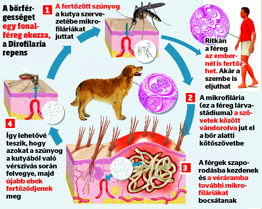 A szúnyogok által terjesztett szívférgesség elleni védekezésre figyelmeztet az állatorvos