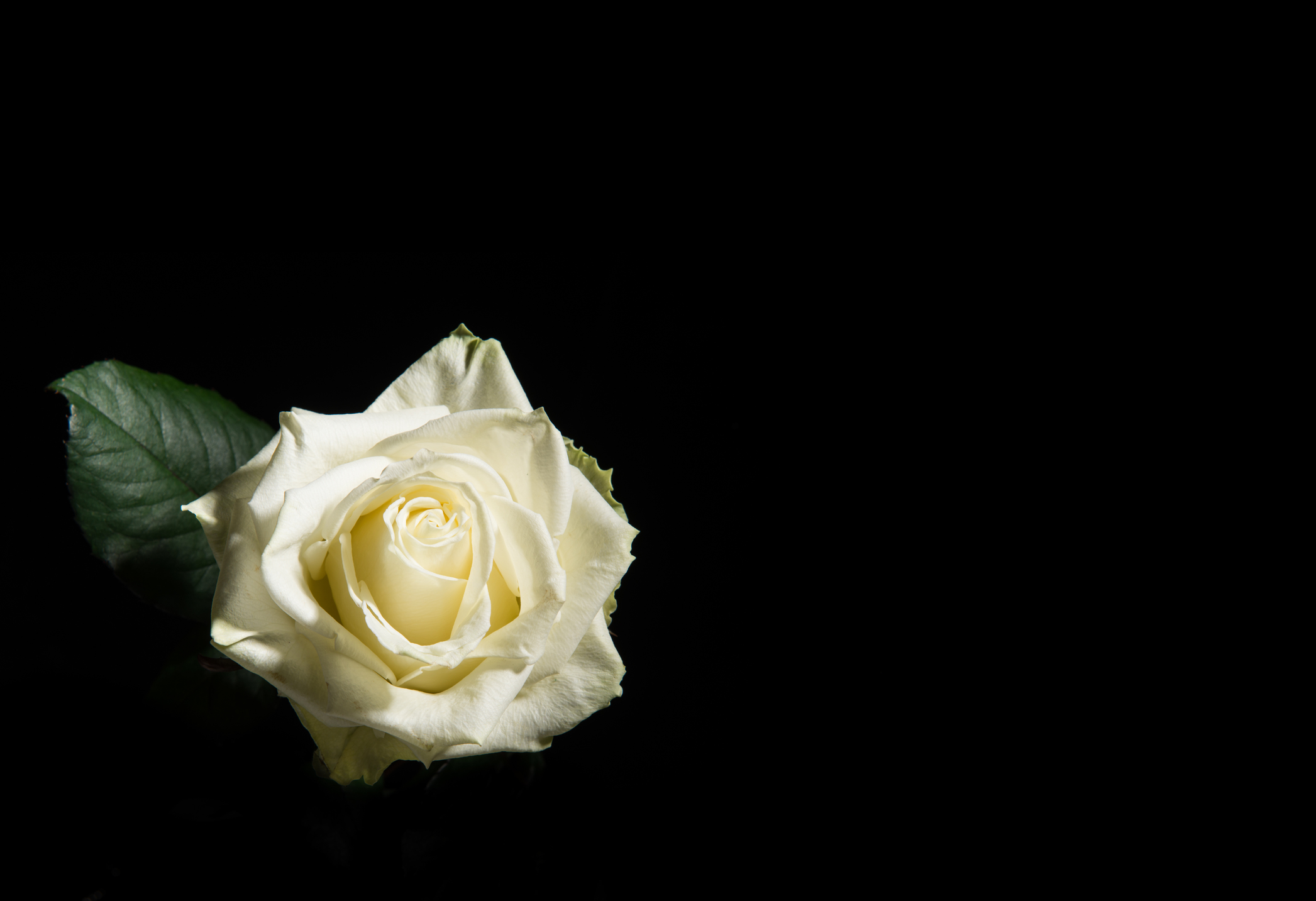 Три белые розы на чёрном фоне