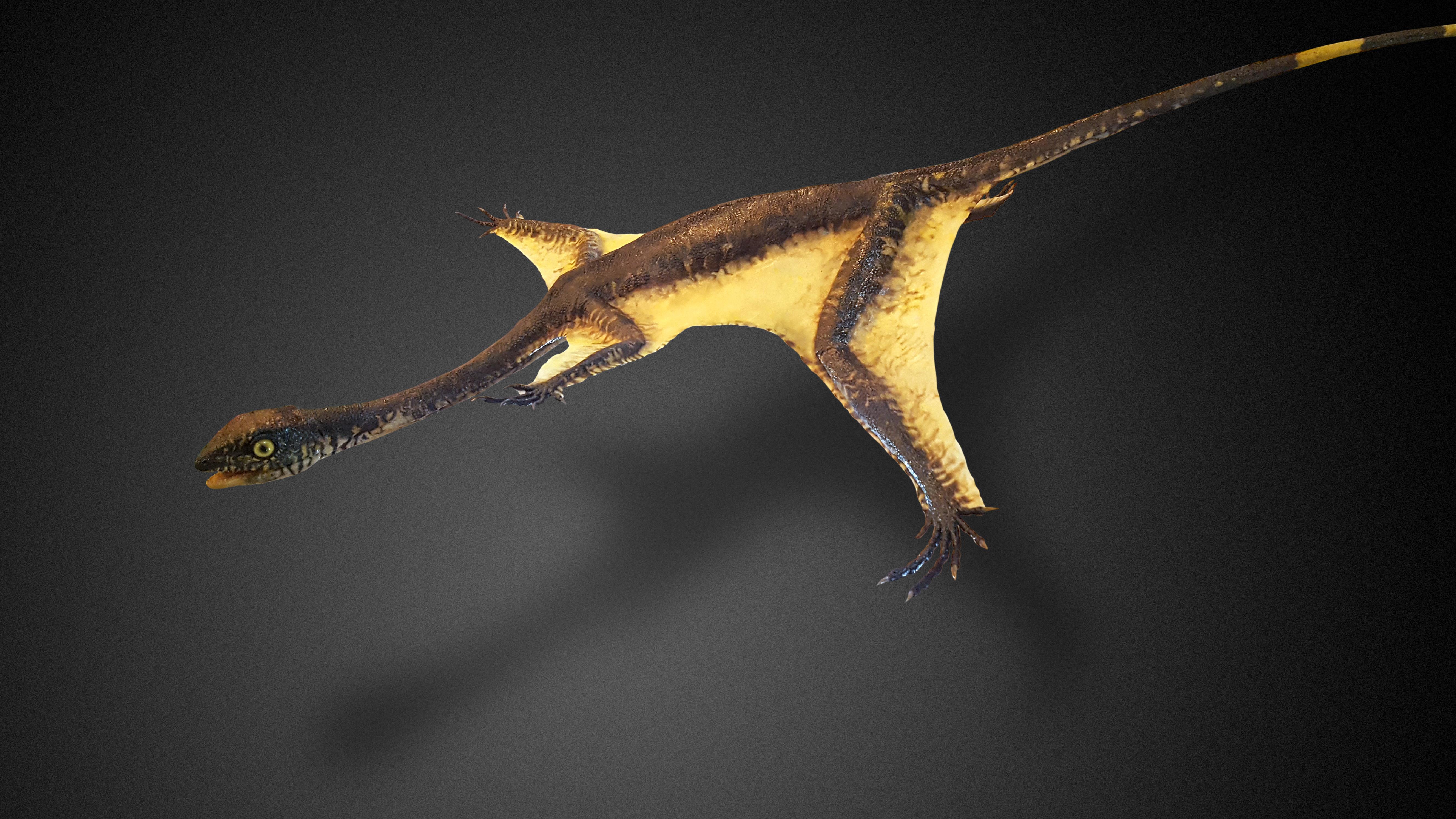 Шаровиптерикс Sharovipteryx Mirabilis. Агама ящерица Летучий дракон. Летучий дракон (Draco volans). Летающая ящерка.