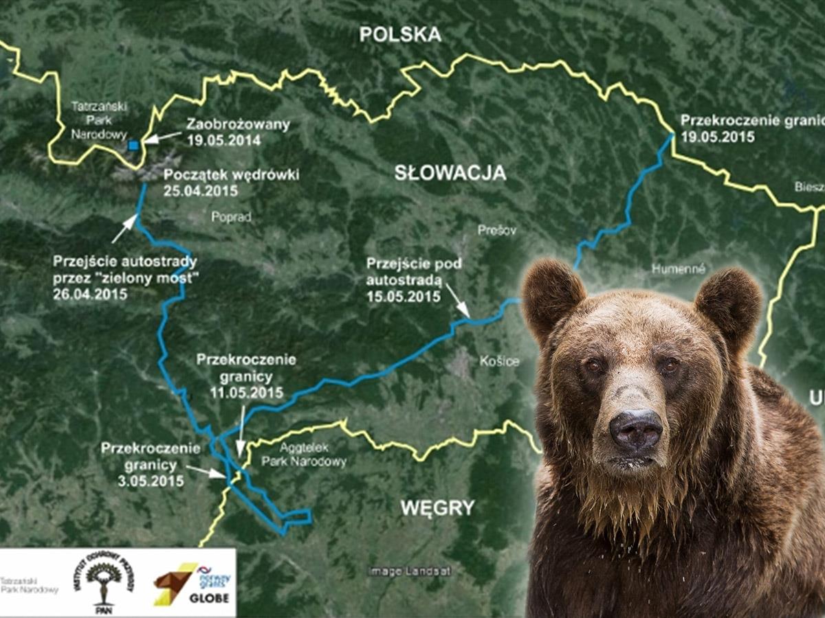 Polski niedźwiedź-wędrowiec wrócił z Węgier przez Słowację | Newsweek