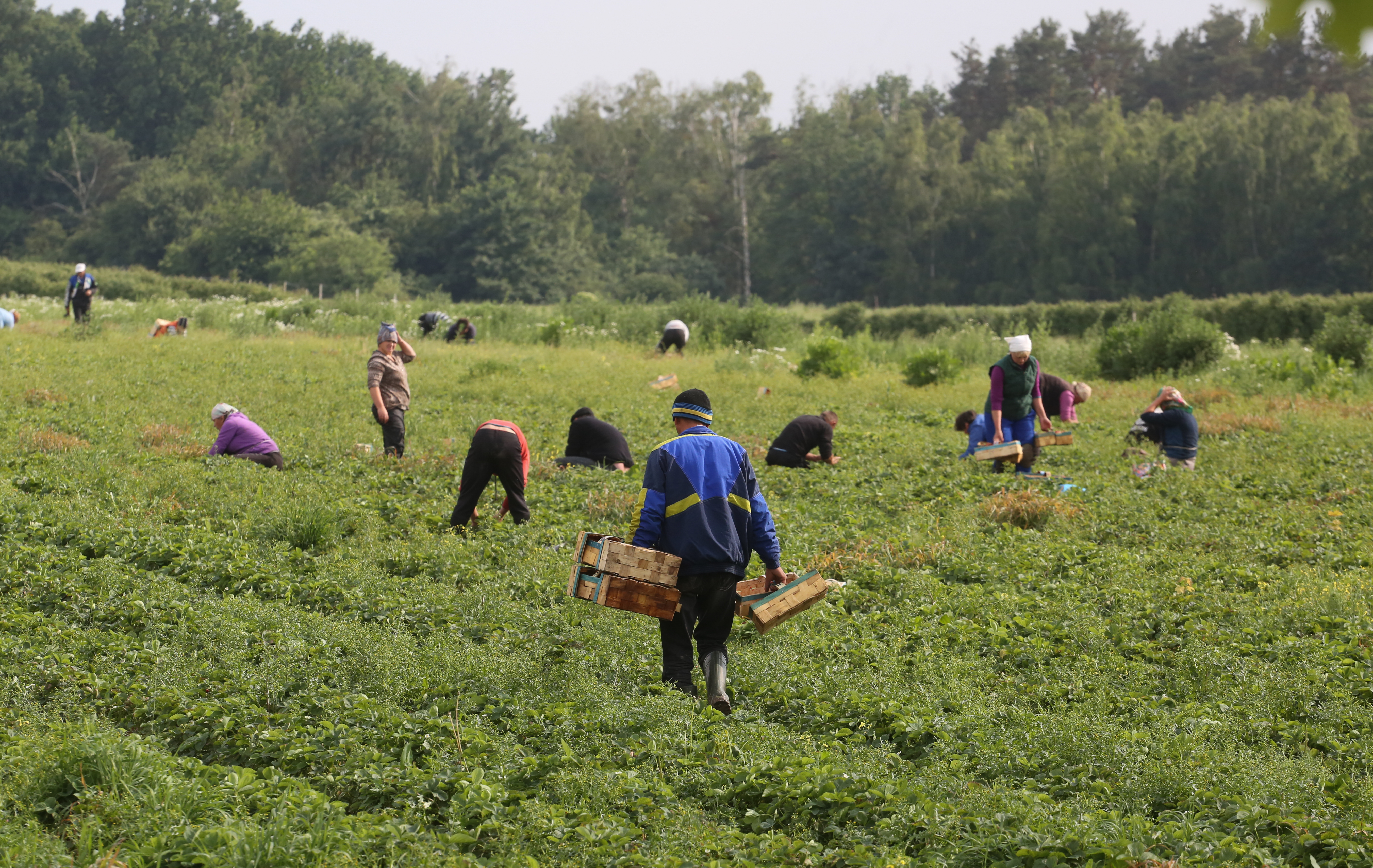 Sezonówki wracają do łask? Polacy znów ruszają po szparagi i truskawki