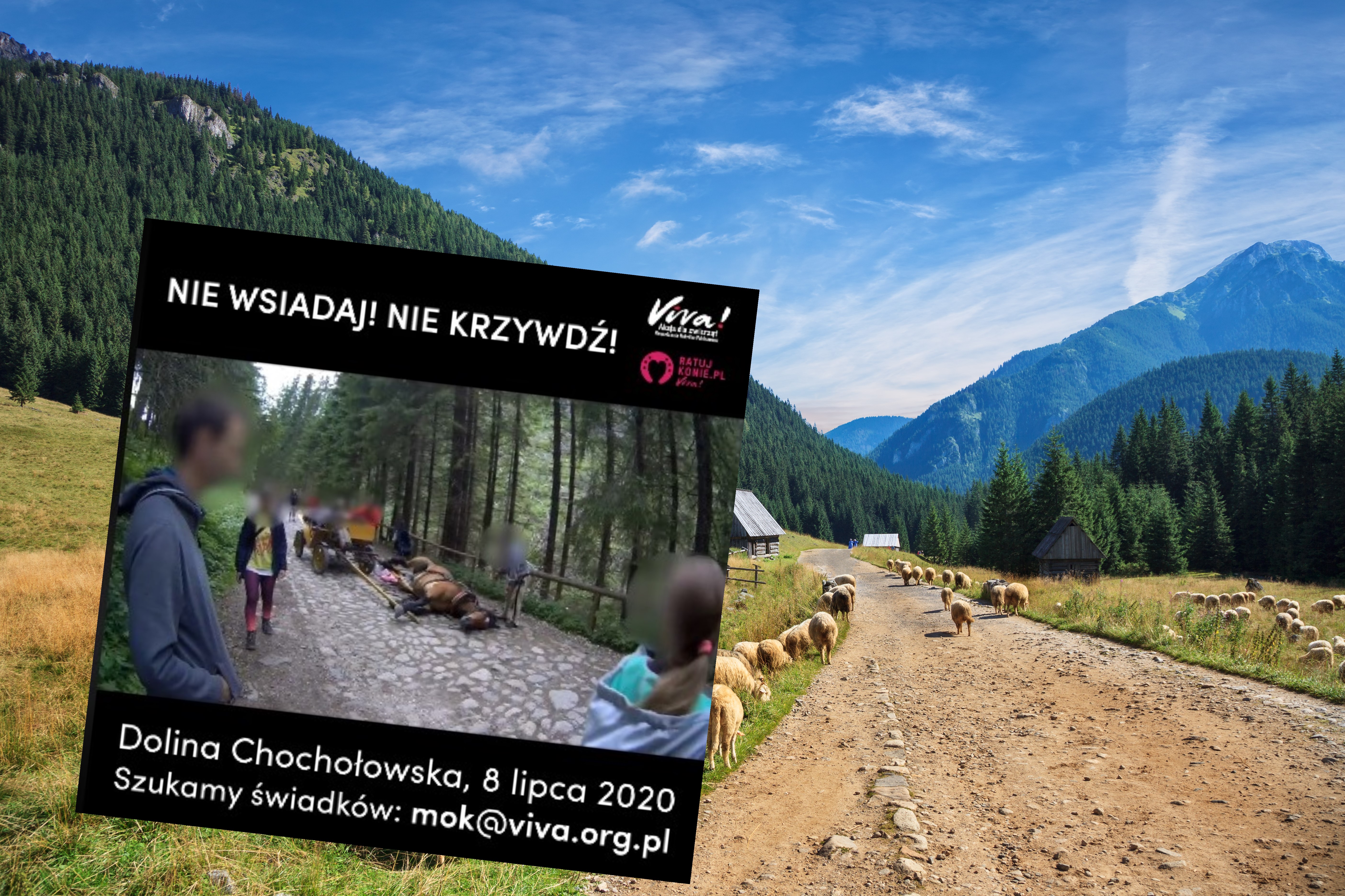 Tatry Padl Kon Na Drodze Do Doliny Chocholowskiej Wideo Podroze