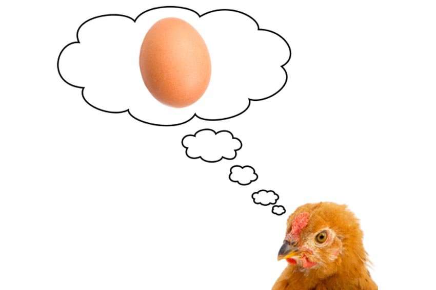 Co było pierwsze: jajko czy kura? Znamy odpowiedź!