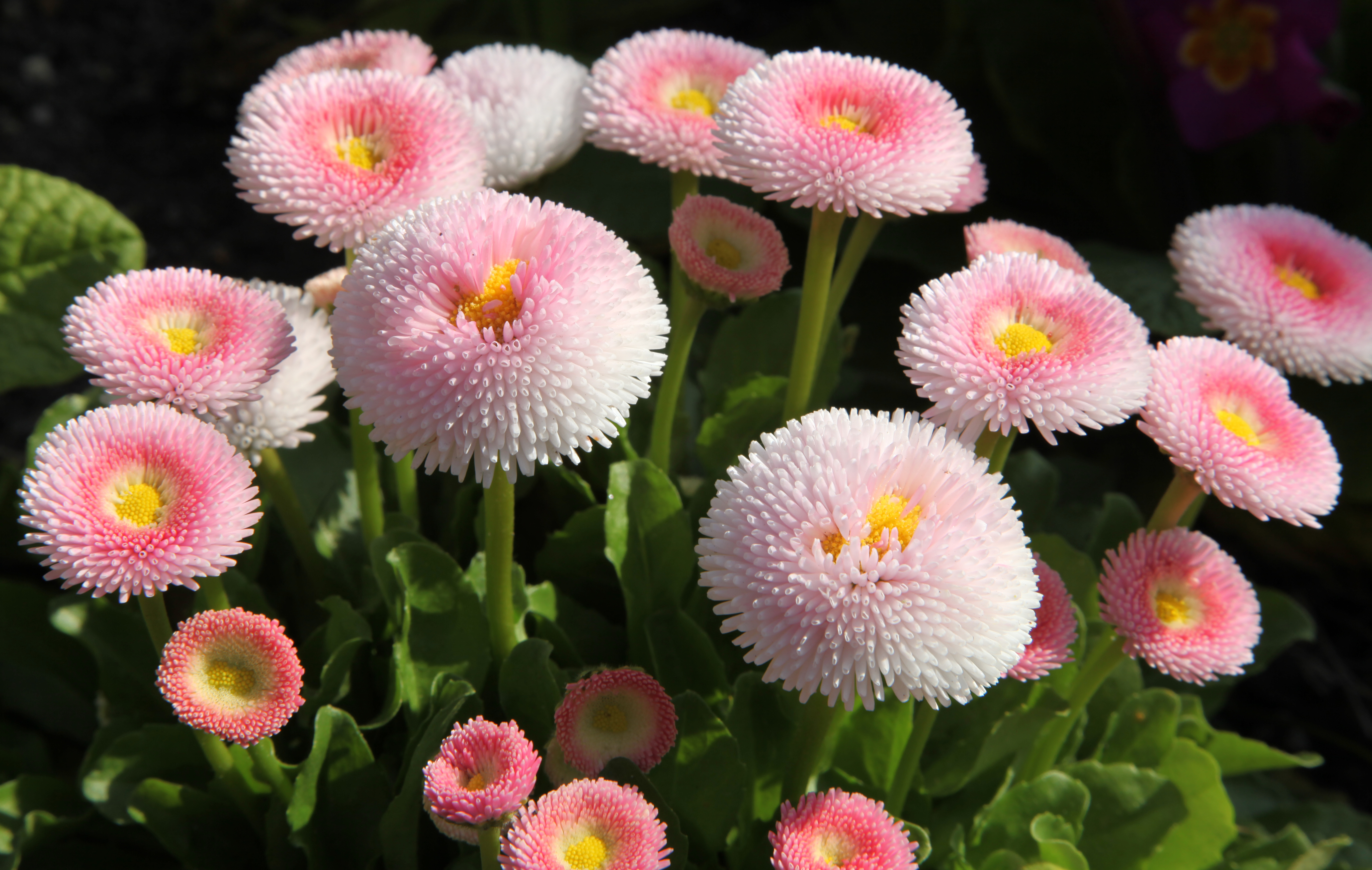 Маргаритка помпонная. Маргаритка Speedstar. Маргаритка многолетняя Bellis perennis. Маргаритка помпонная белая.