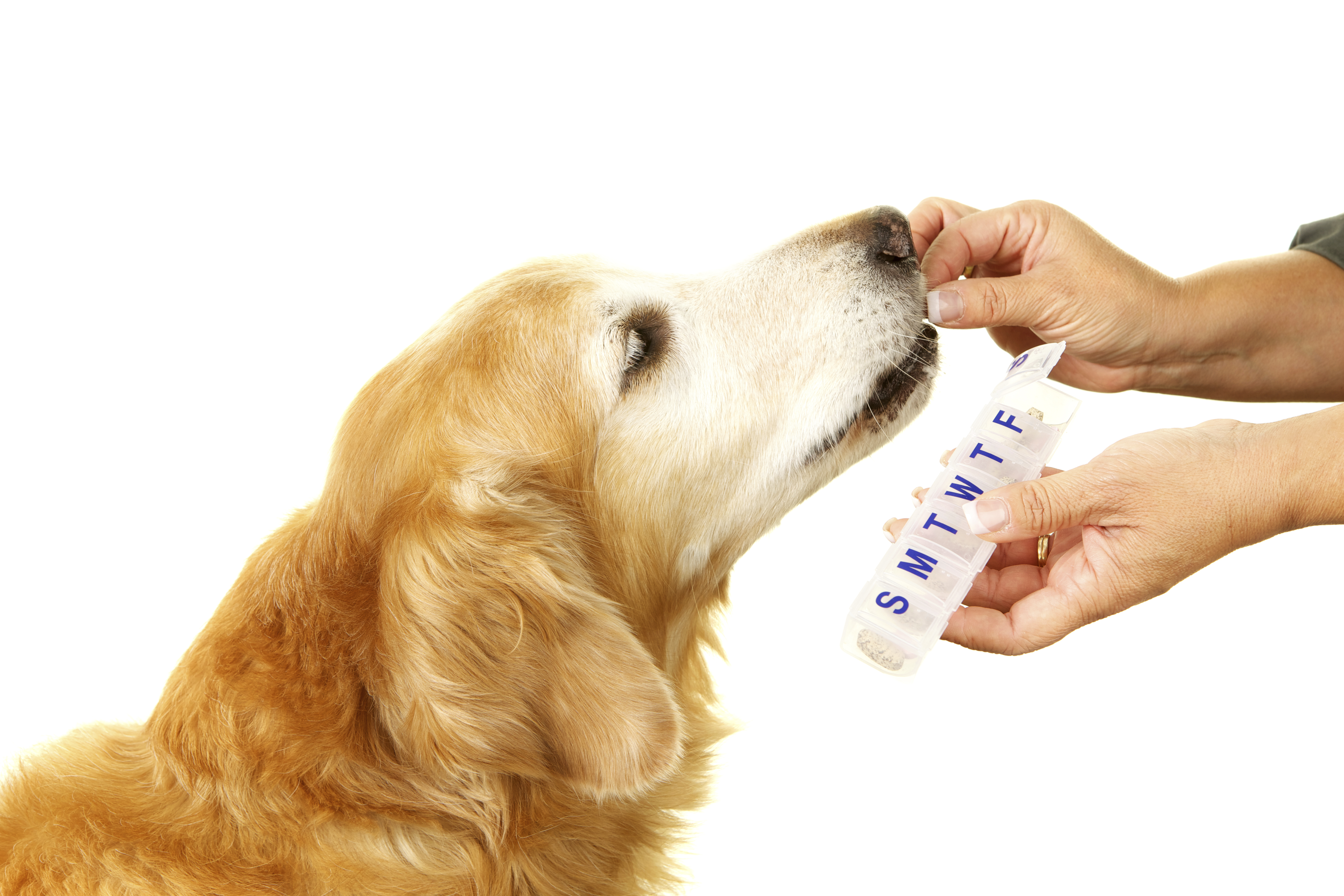 Что делать если собака не пьет. Лекарства для животных. Таблетки для собак. Витамины для собак. Животные с таблетками.