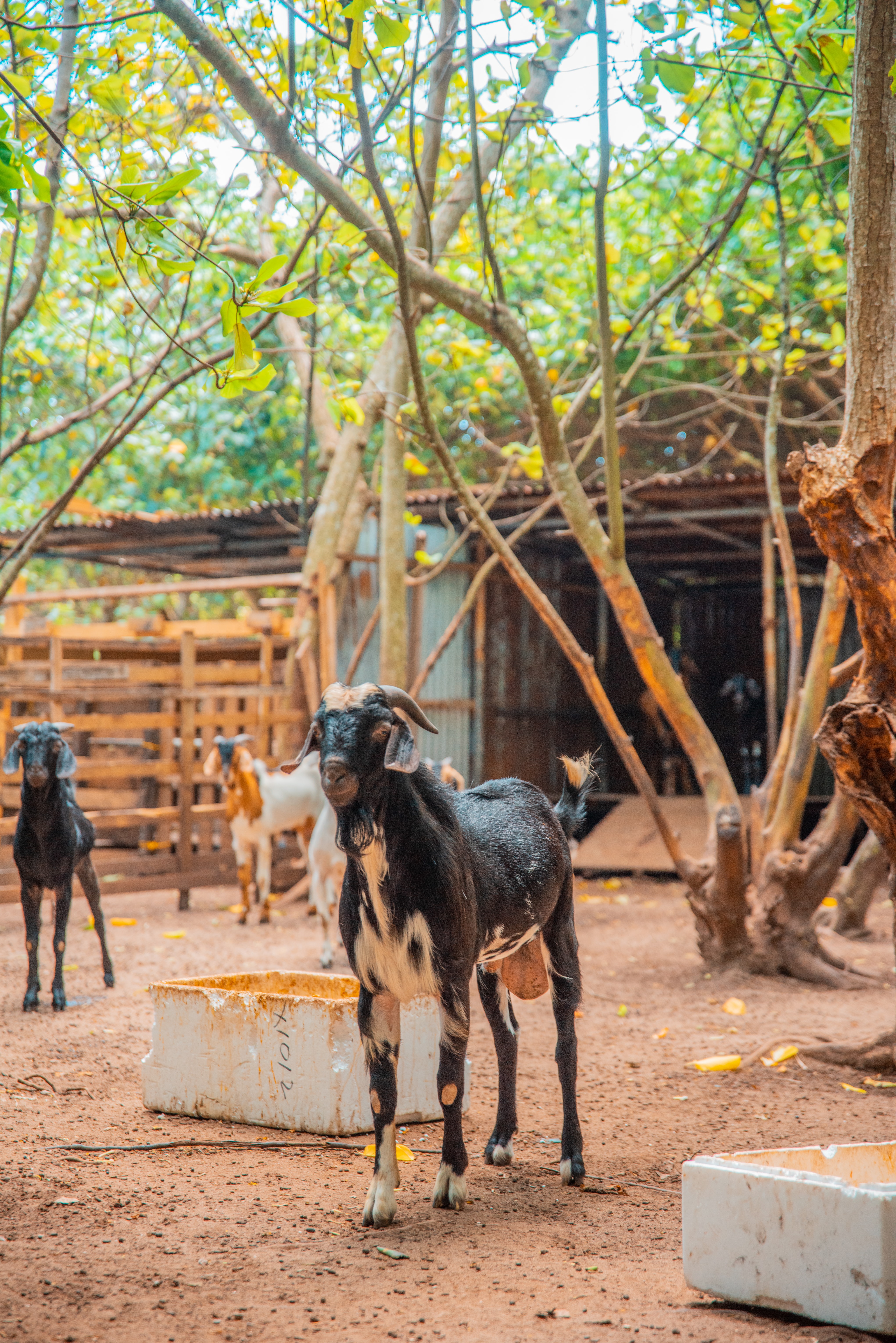 Village chairman flees as taskforce discovers stolen goats in his house