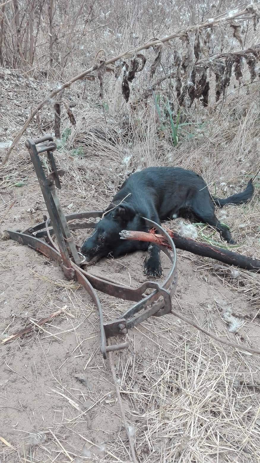 Nagy eséllyel lebénul az a kutya, amelyet egy rókacsapda ejtett foglyul  Nagykálló közelében - Blikk