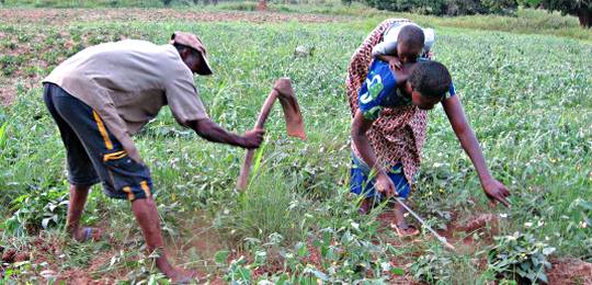 Friday December 2 declared public holiday to celebrate farmers