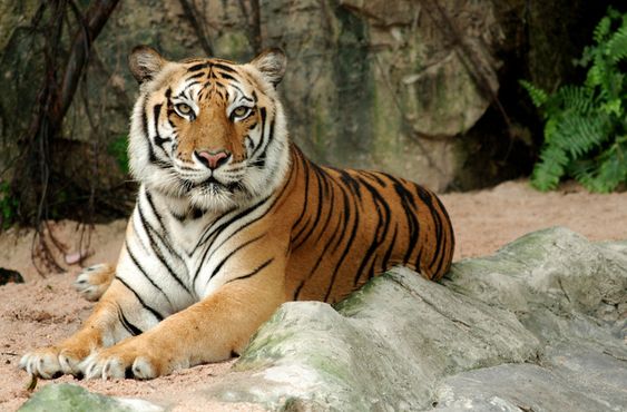 5 sacred animals that are worshipped around the world