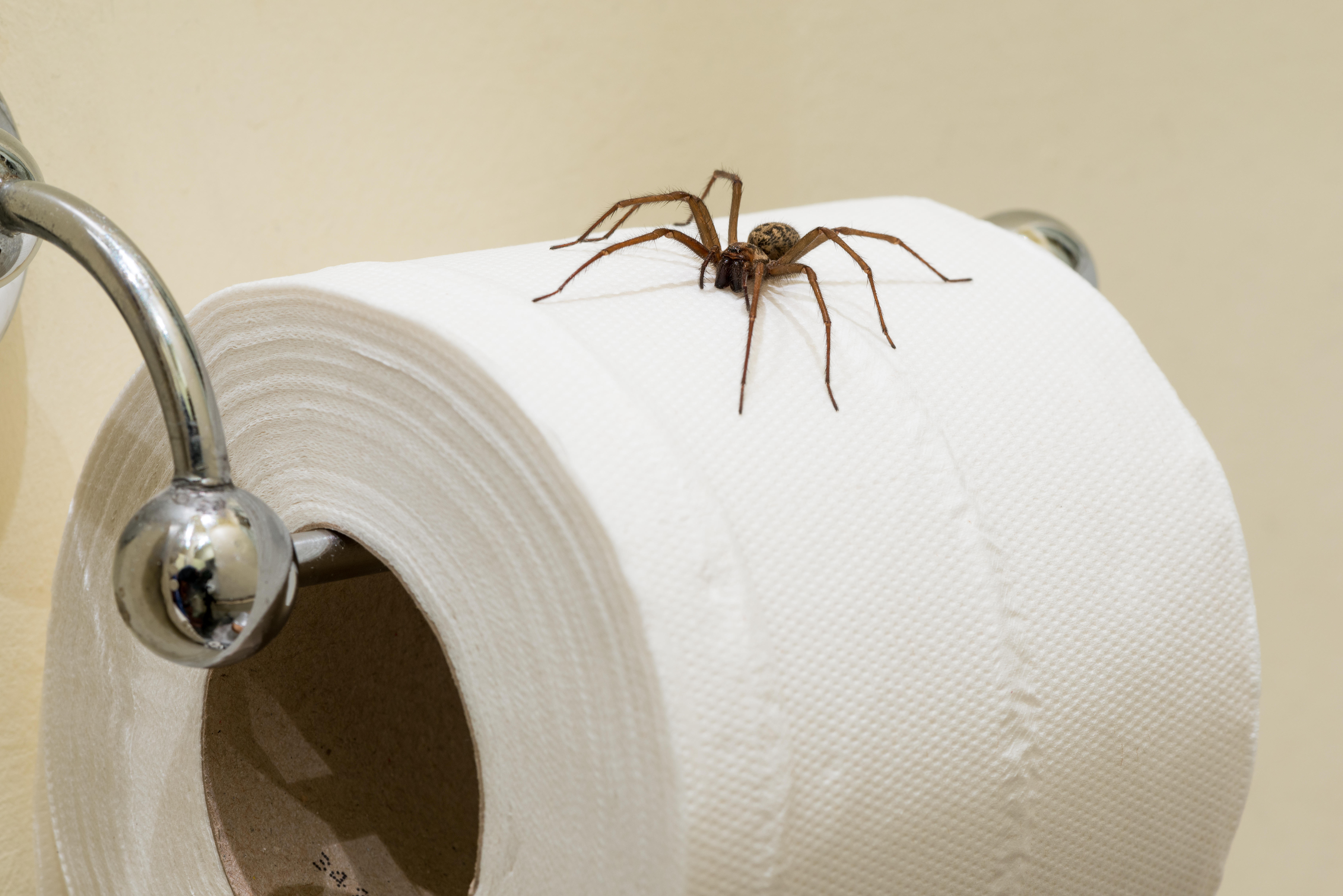 Jak pozbyć się pająków z domu? Oto szybki i skuteczny sposób - Dom