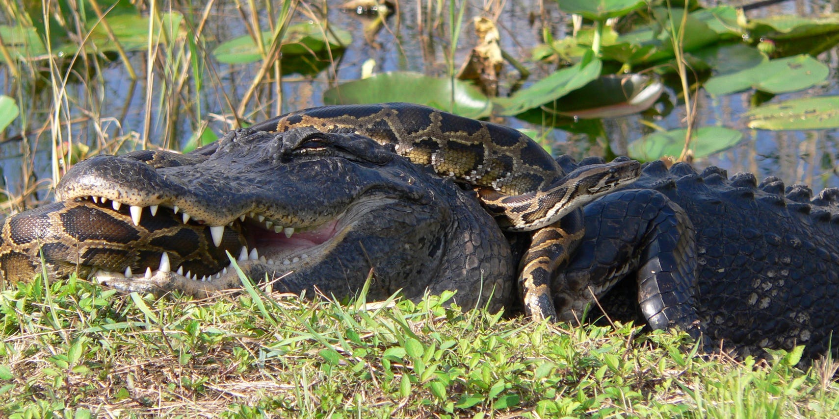 Snake Eats Alligator And Explodes