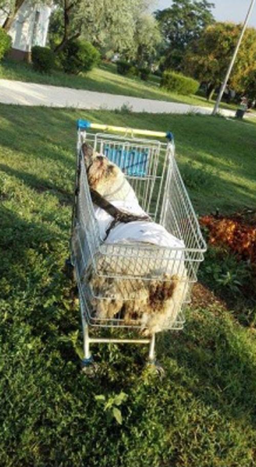 Brutális állatkínzás! Bevásárlókocsiban hagyták a megfojtott kutyát - Blikk