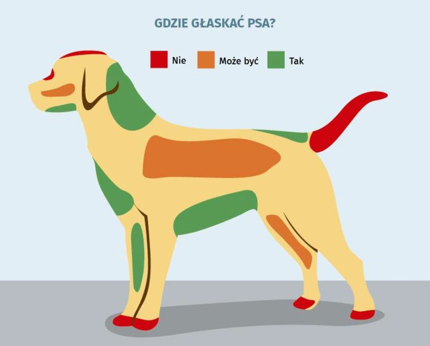 Jak głaskać psa? [INFOGRAFIKA] - Dom