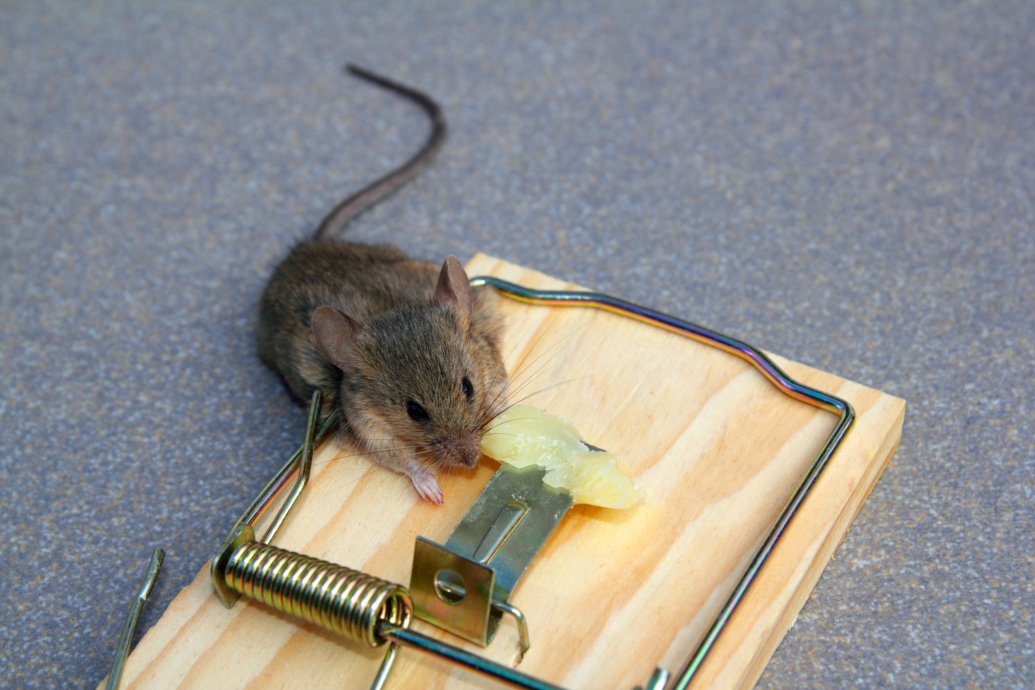 Удалить мышей