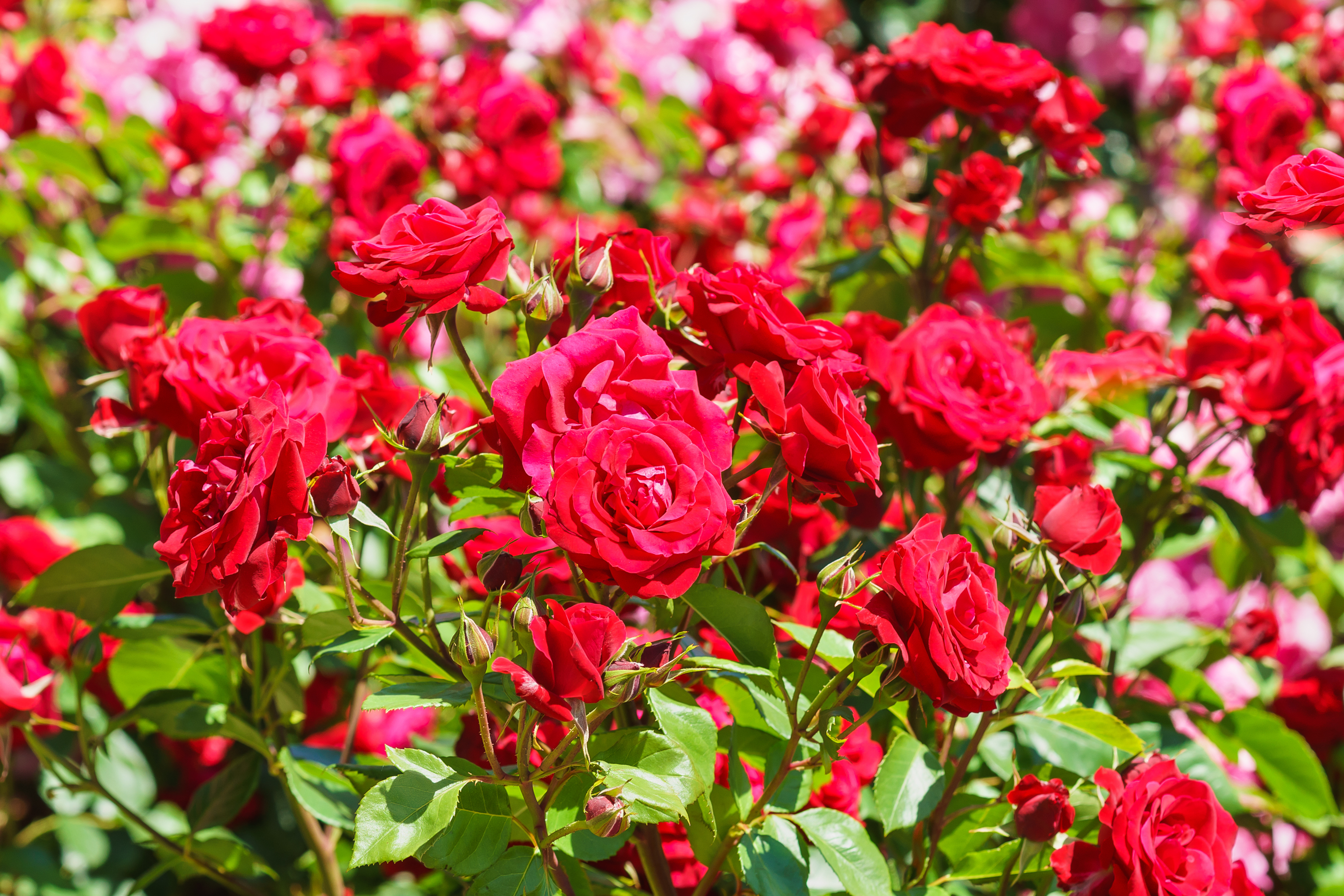 A kertészetek titka: így virágzik egész nyáron a rózsa - Blikk Rúzs