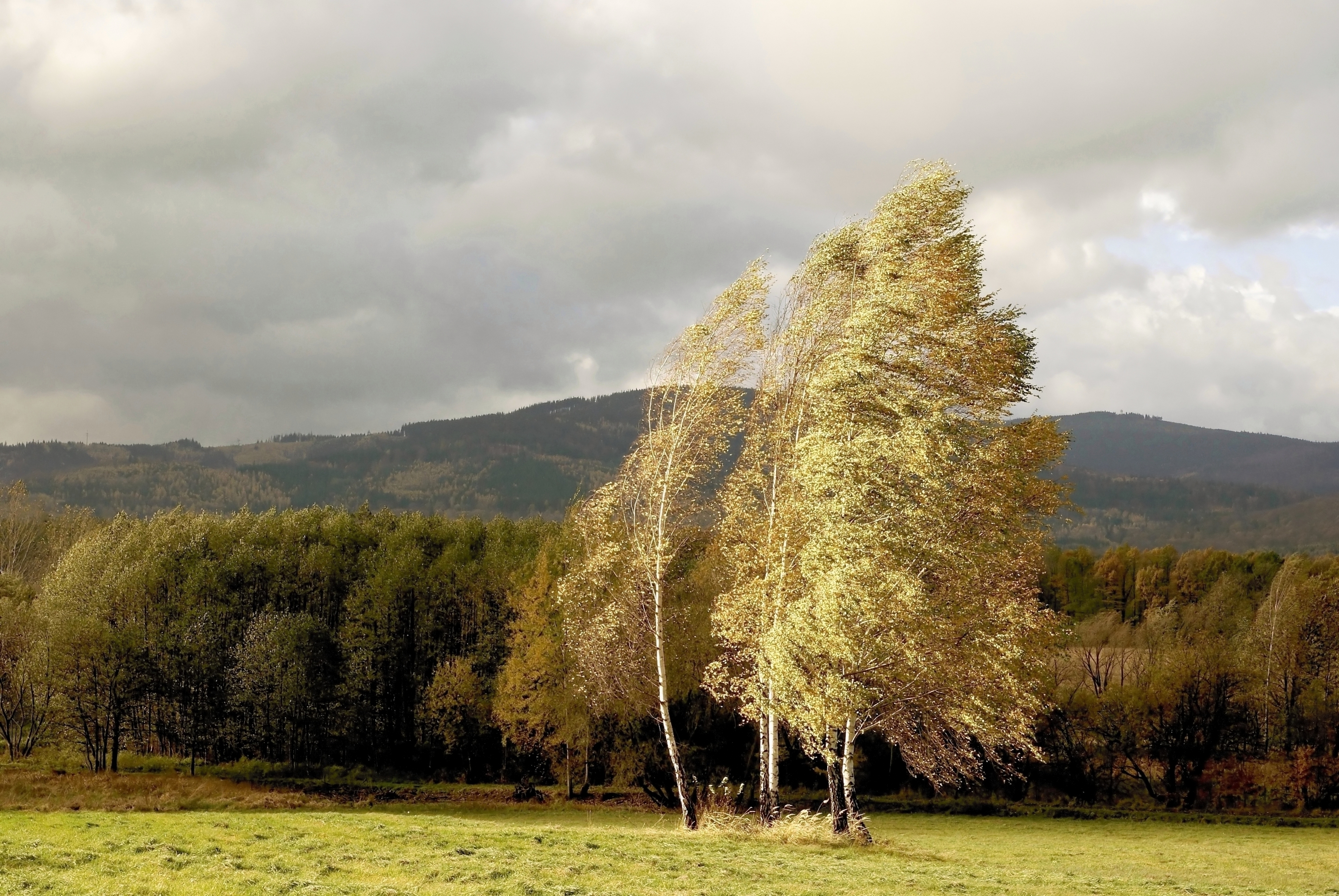 Wind trees. Береза на ветру. Ветреный осенний день. Сильный ветер. Ветер фото.