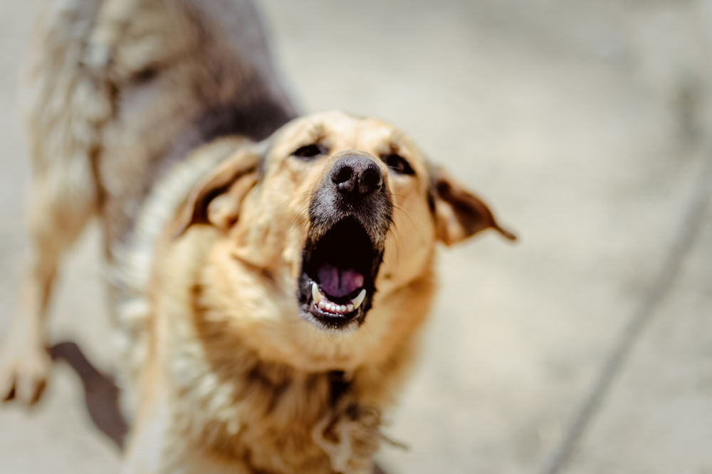 ¡Mi perro ladra toda la noche y los vecinos ya ni siquiera duermen!  ¿lo que debe hacerse?