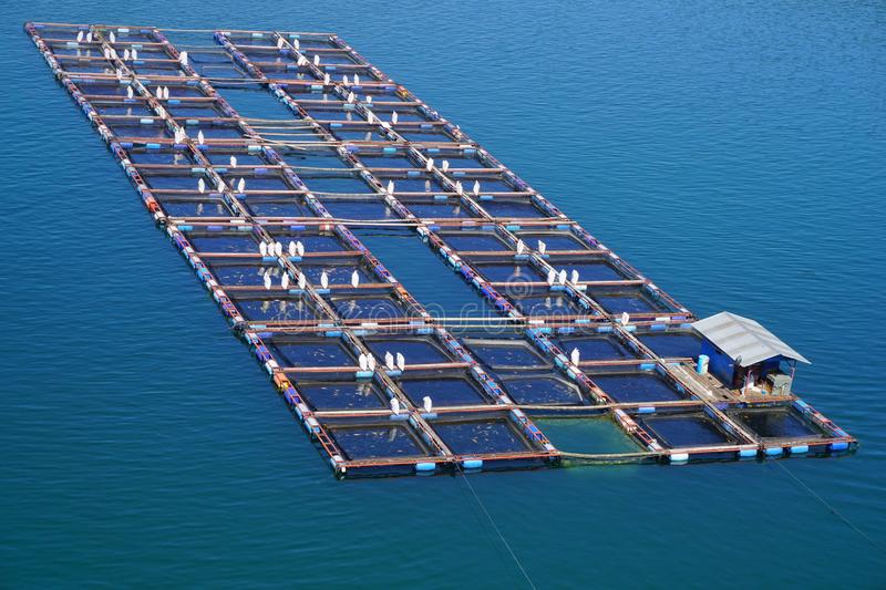 Tanzania introduces cage fish farming to grow the economy and increase the  sector's contribution to the GDP | Business Insider Africa
