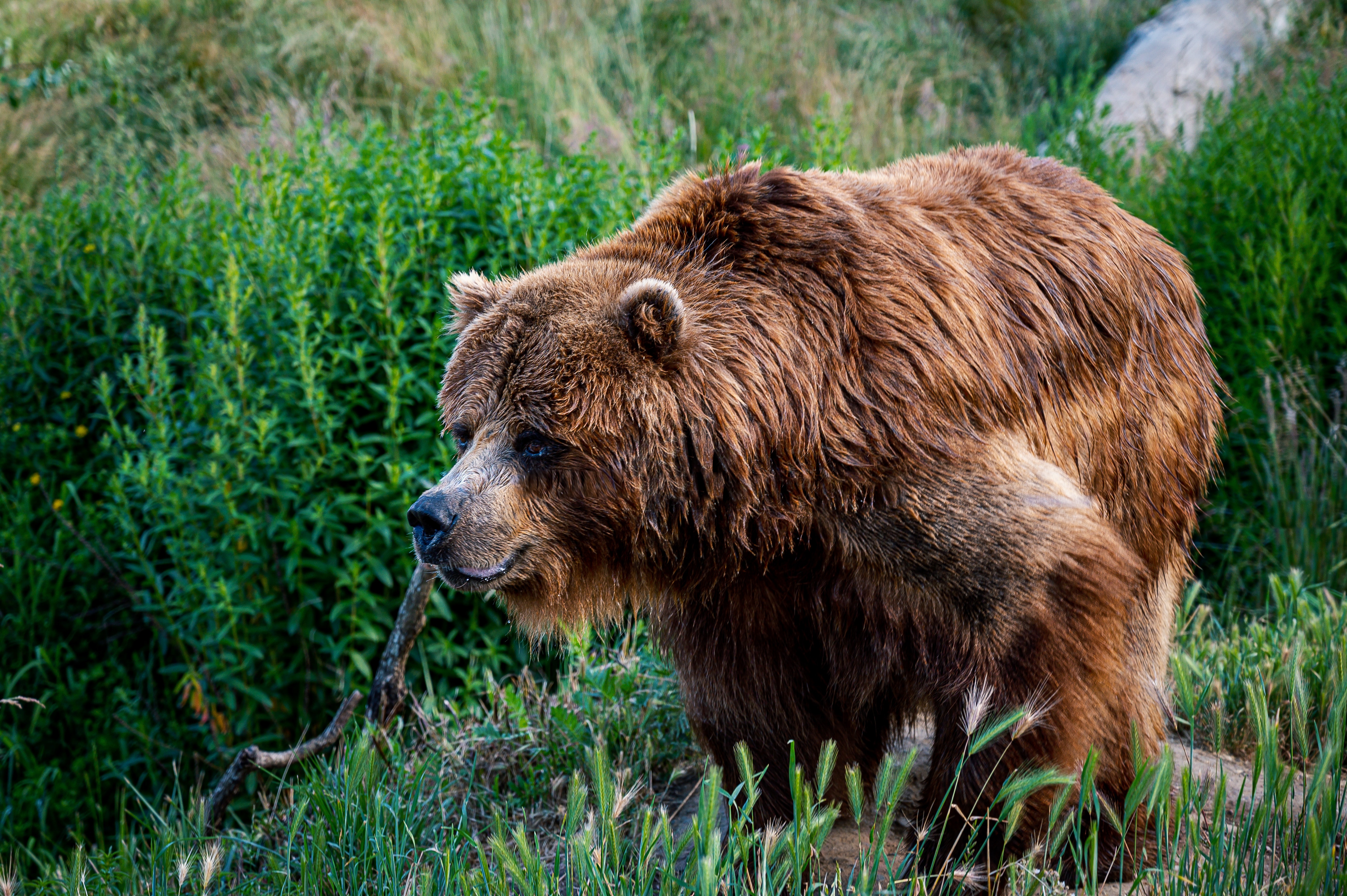 Just bear. Бурый медведь в Карелии. Карельский медведь. Медведи в Карелии 2022. Медведица Томск.