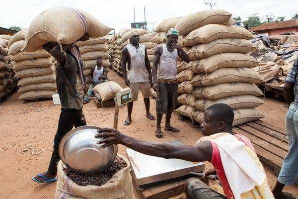 Producer price of cocoa increased to GH¢800 per bag