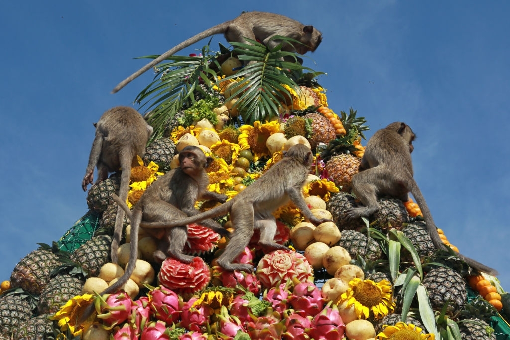 The Monkey Buffet Festival in Thailand Pulse Nigeria