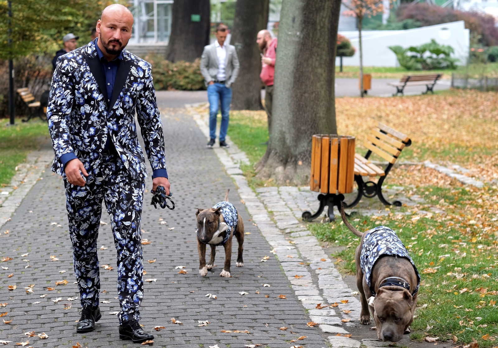 W co on ubrał siebie i... psy? Artur Szpilka na spacerze ze swoimi pupilami  [FOTO] - Dziennik.pl