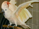 Meztelen papagáj - fotó - Blikk