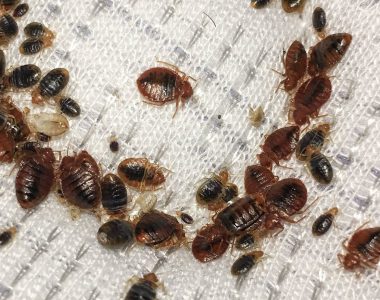 Some of the effective ways to combat bedbugs in your home