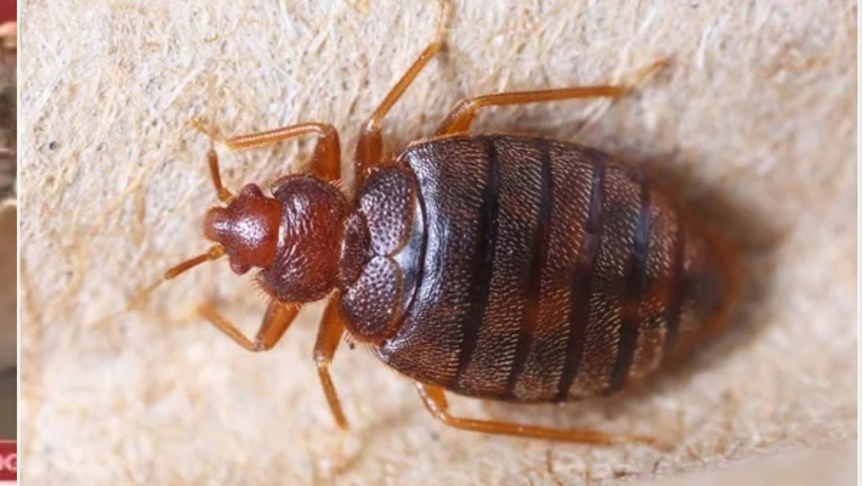 How to kill bedbugs effectively using rubbing alcohol