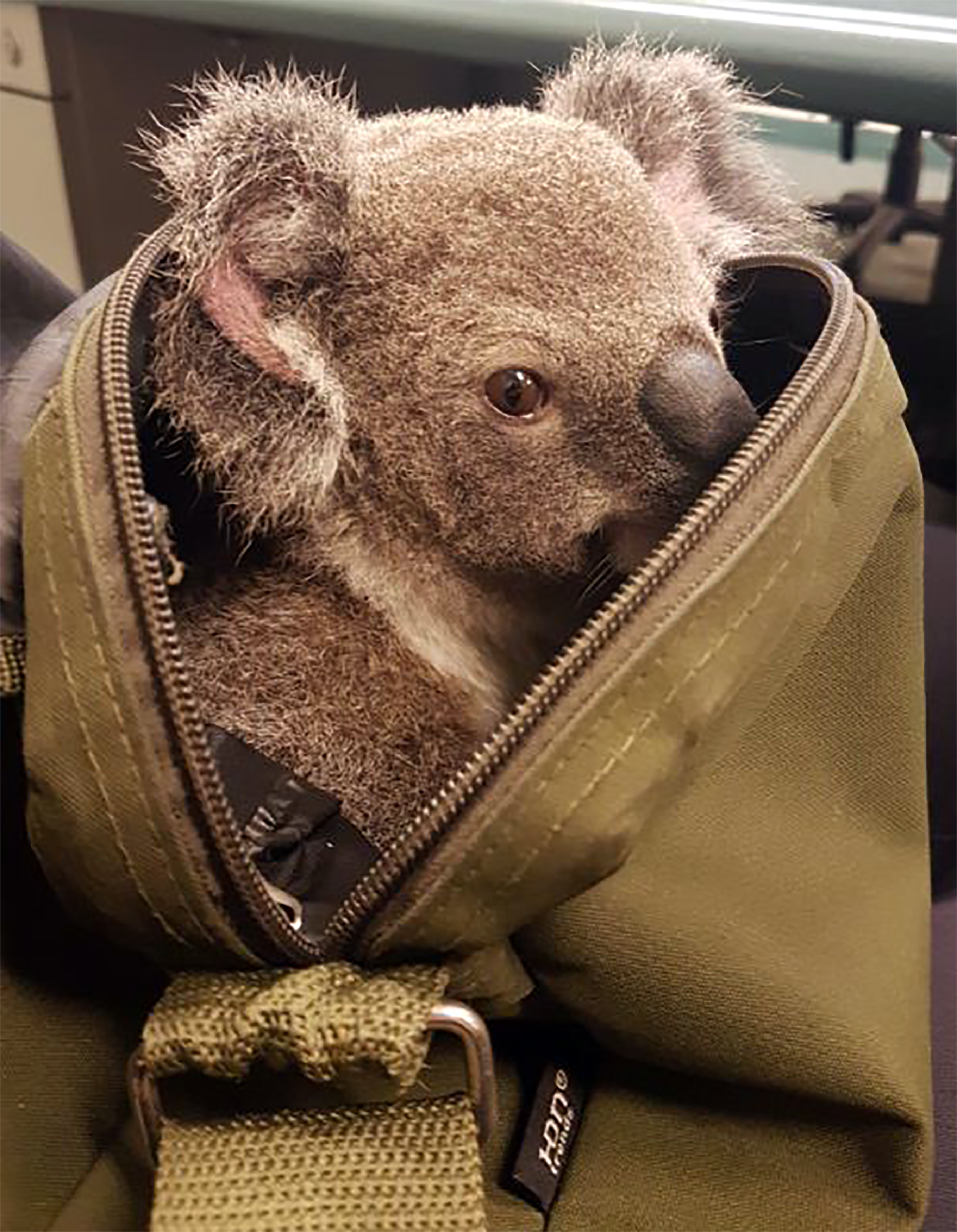 Коала сумка. Коала. Сумка коалы. Сумка коалы животное. Коала с детенышем в сумке.
