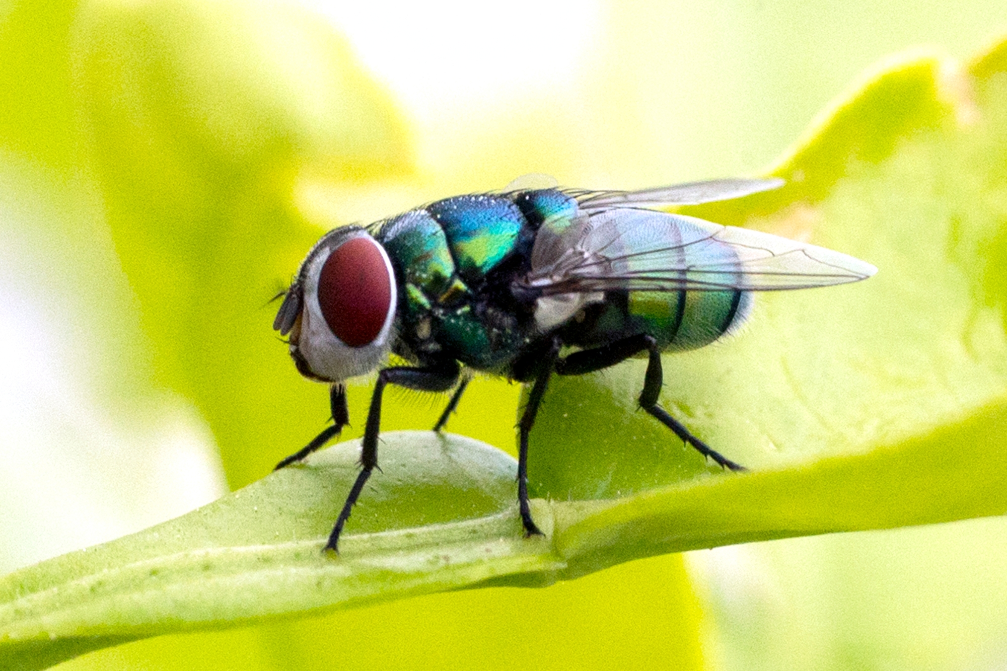 Green flies