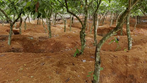 Nana Addo destroyed cocoa sector and farmers now selling their lands to galamseyers — Mahama