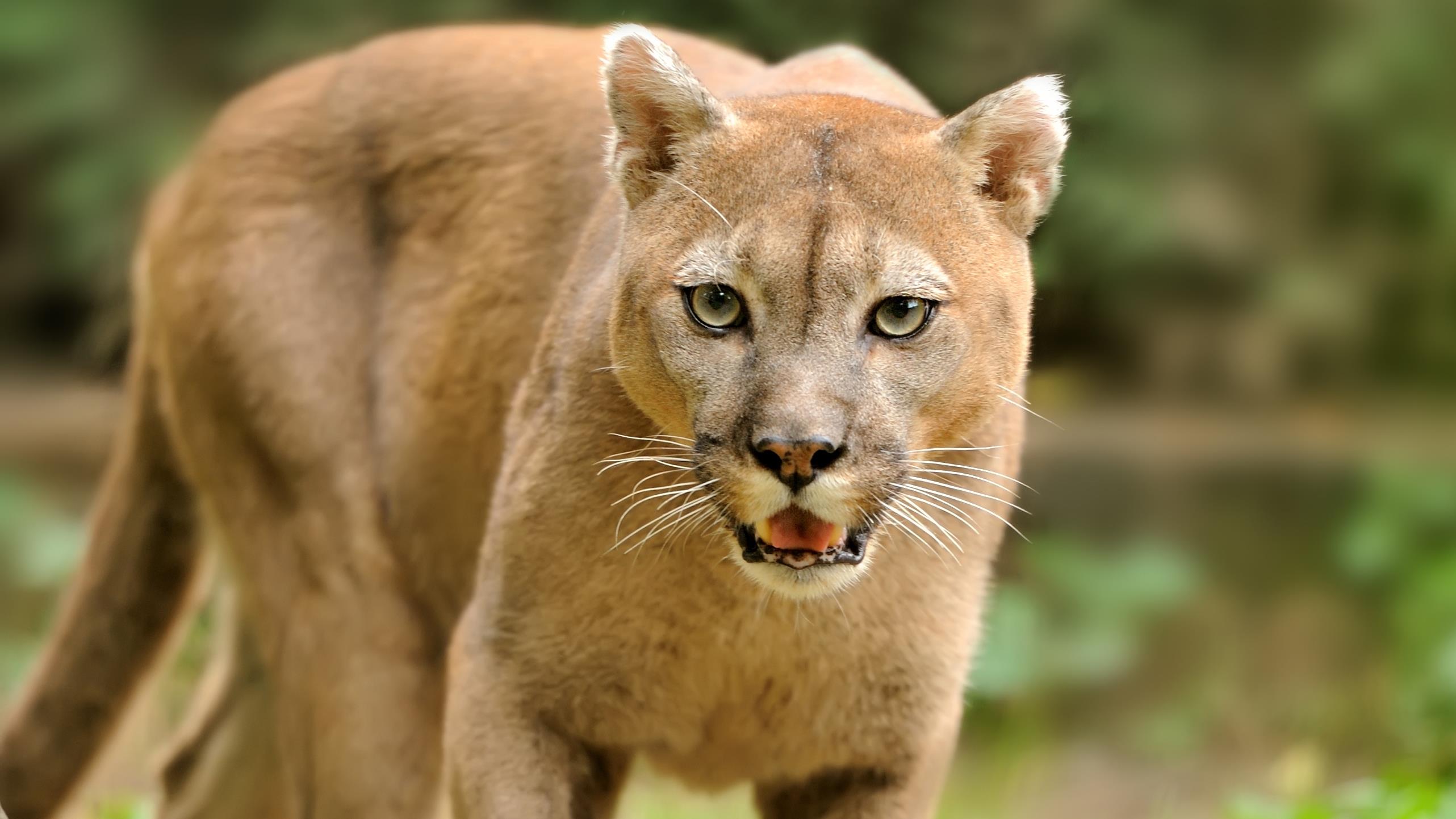 Chełm Śląski. Puma grasuje na Śląsku?