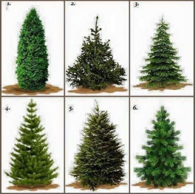 Te melyik fát vinnéd haza karácsonyra? Választásod elárulja milyen lesz a  karácsonyod - Blikk Rúzs