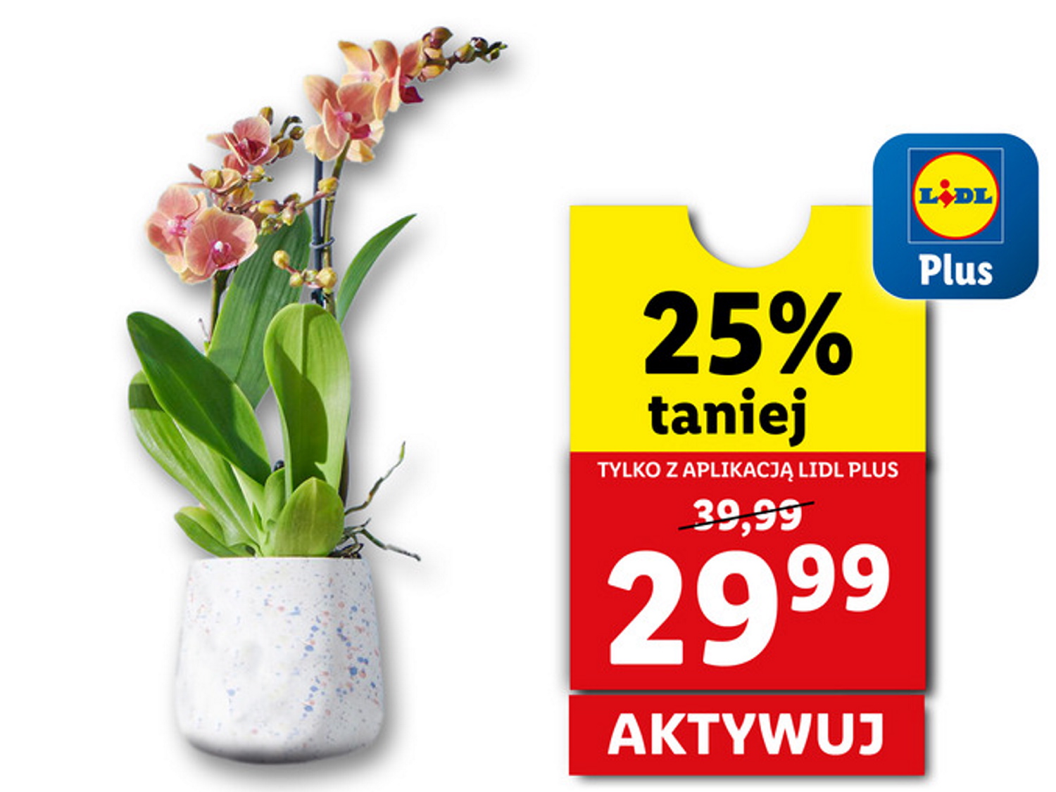 Dzien Babci 21 01 Promocje W Sieciach Lidl I Biedronka Z Okazji Dni Babci I Dziadka