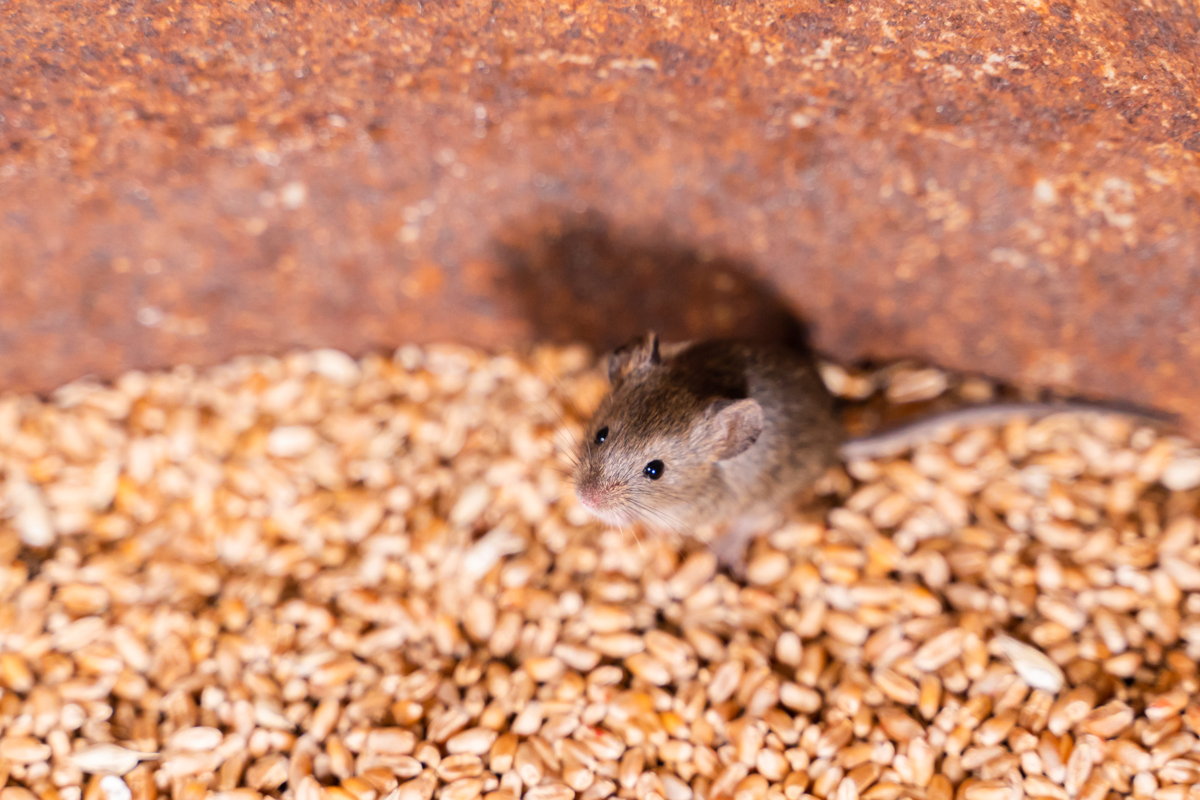 Itt a lehűlés: támadnak az egerek, így tarthatod távol őket az otthonodtól  - Blikk Rúzs