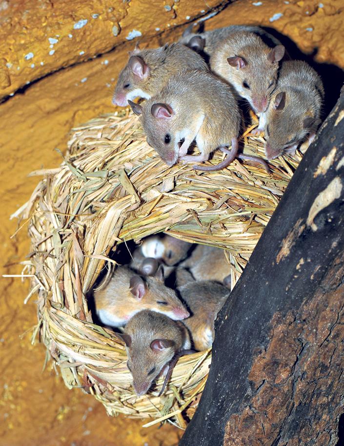 2,5 centi a világ legkisebb egere - Blikk