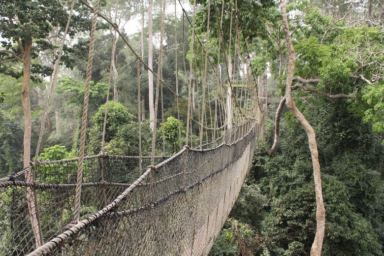 No mineral rights granted for mining in Kakum National Park — Minerals Commission