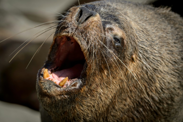 Le lion de mer