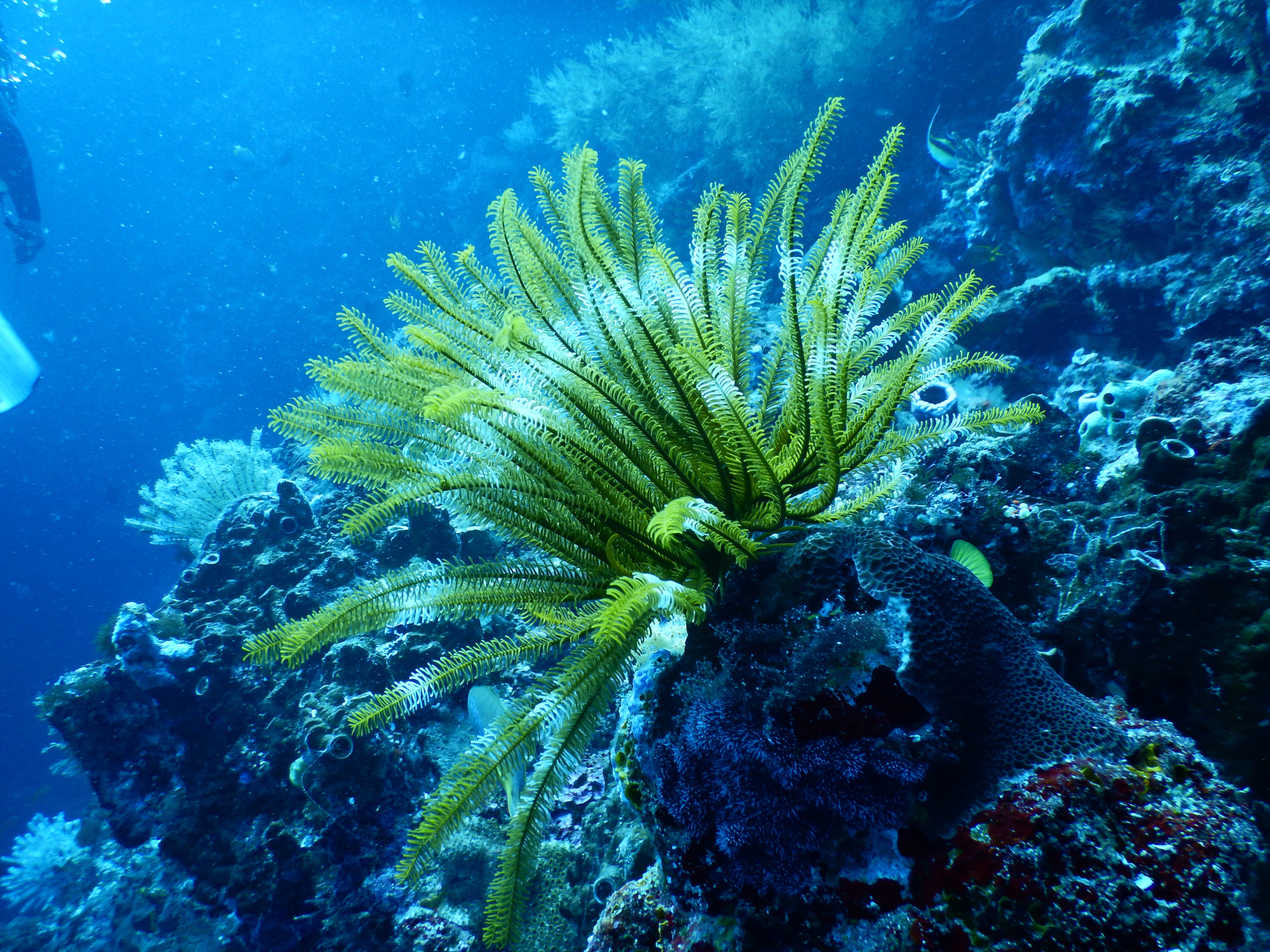 Самые большие водоросли