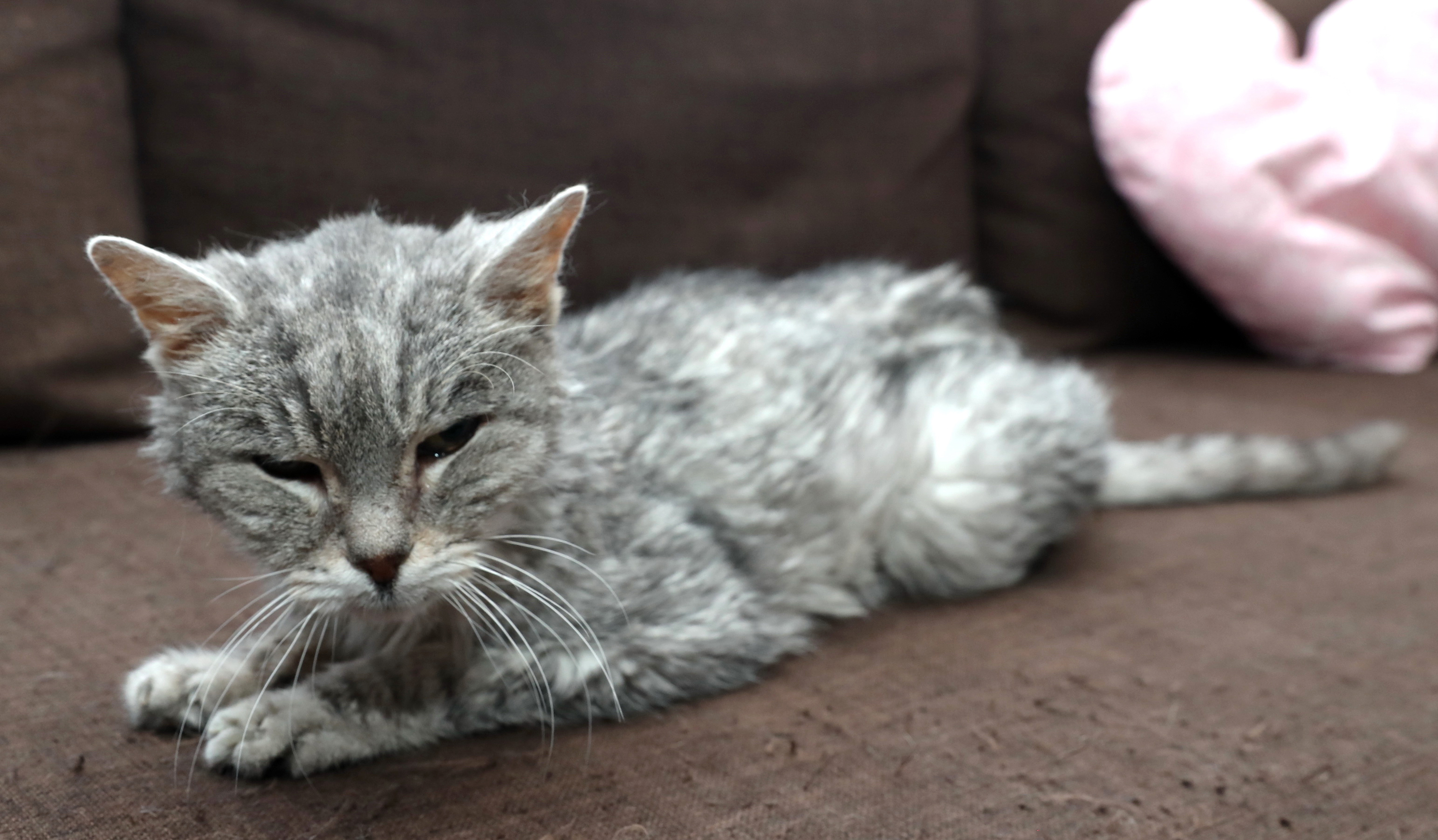 Magyarország legidősebb macskája a 22 éves Milcsi - Blikk