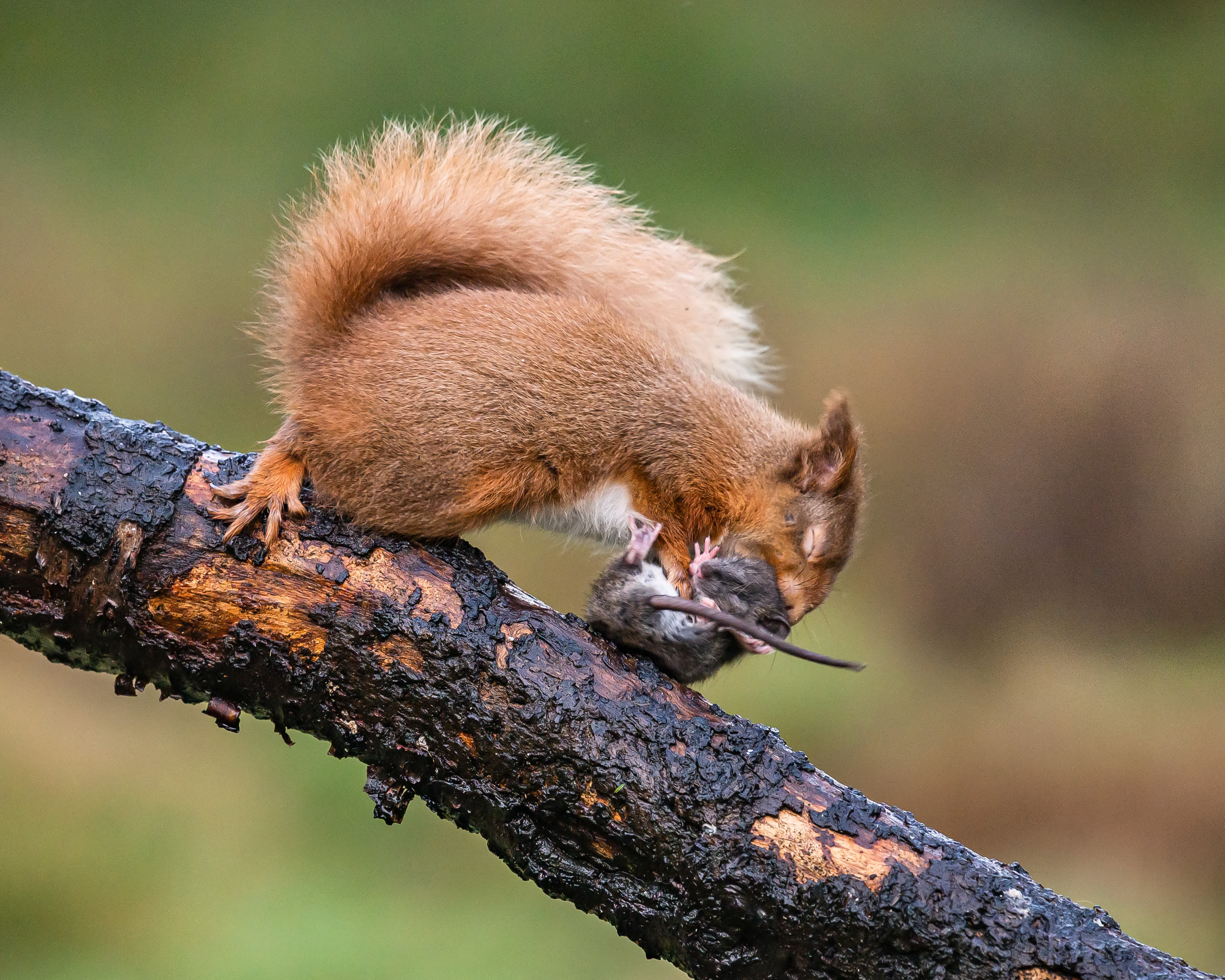 Megdöbbentő fotók: Így végzett a mókus a területére tévedt patkánnyal -  Blikk