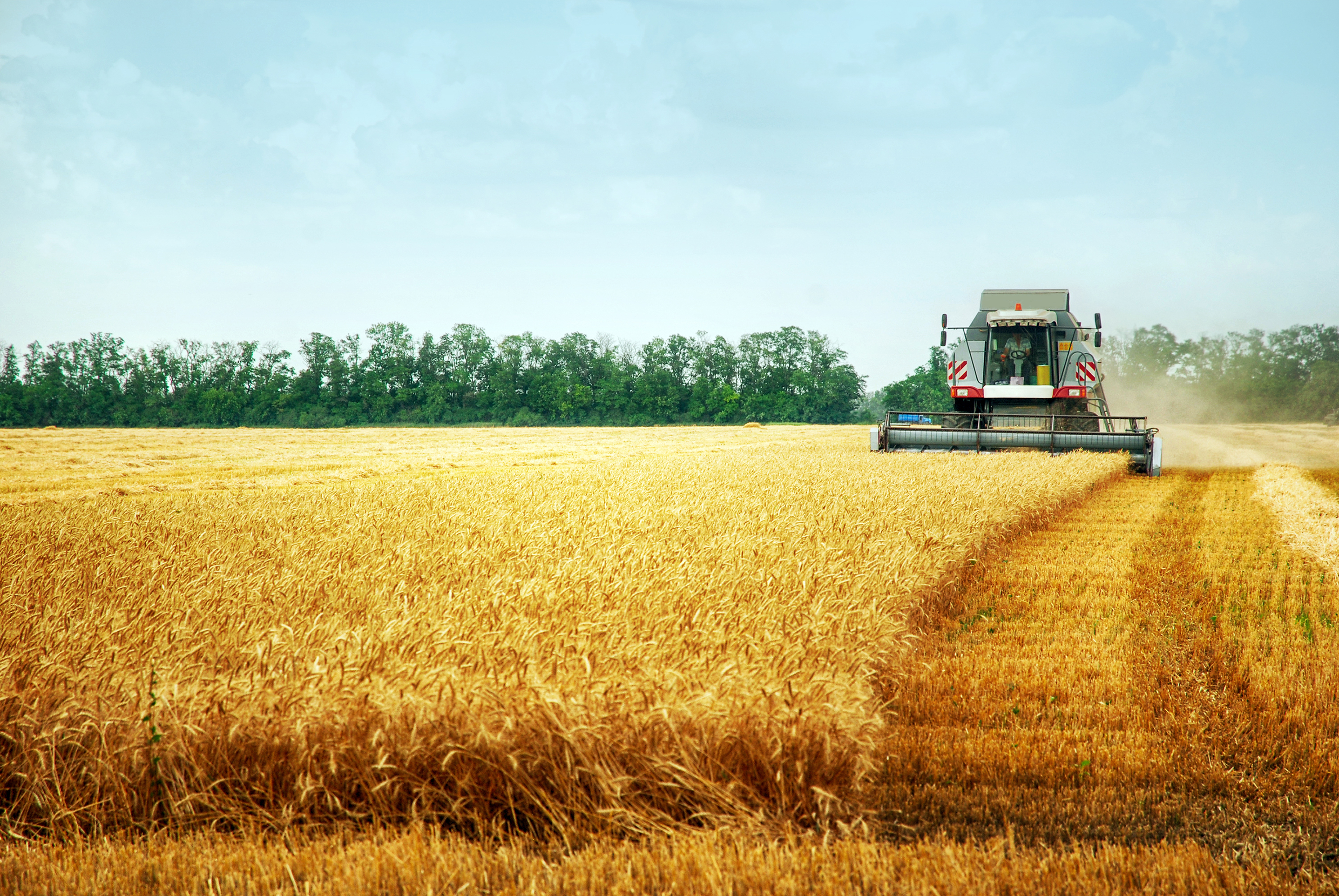 хлебные поля оренбуржья. сельское хозяйство поле в удмуртии. комбайн убирает пшеницу. ржаное поле при совместной работе двух комбайнов. комбайн уборка.
