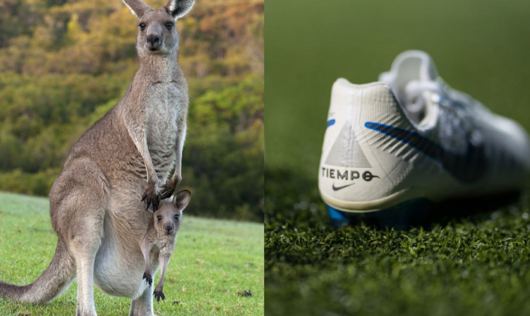 Koniec kopania "kangurami". Nike i Puma wycofują się z używania skóry tych  zwierząt
