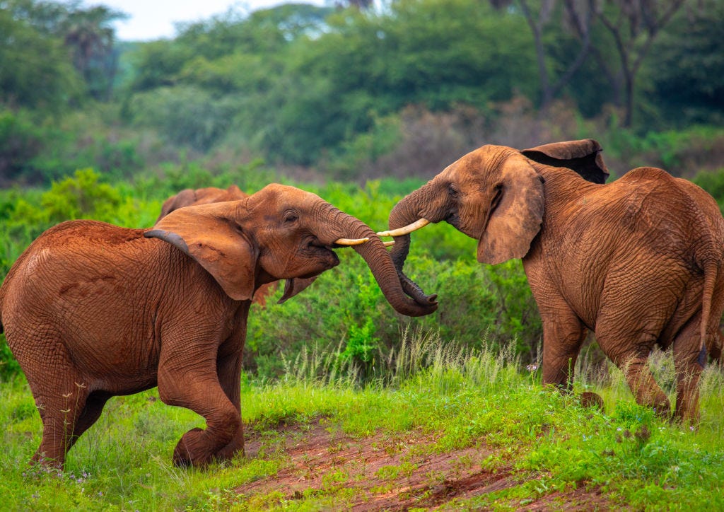 Kenya investigates possible toxin after 15 elephants die in one of Africa’s top safari destinations