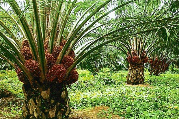 Powering the Ghanaian oil palm industry | Pulse Ghana