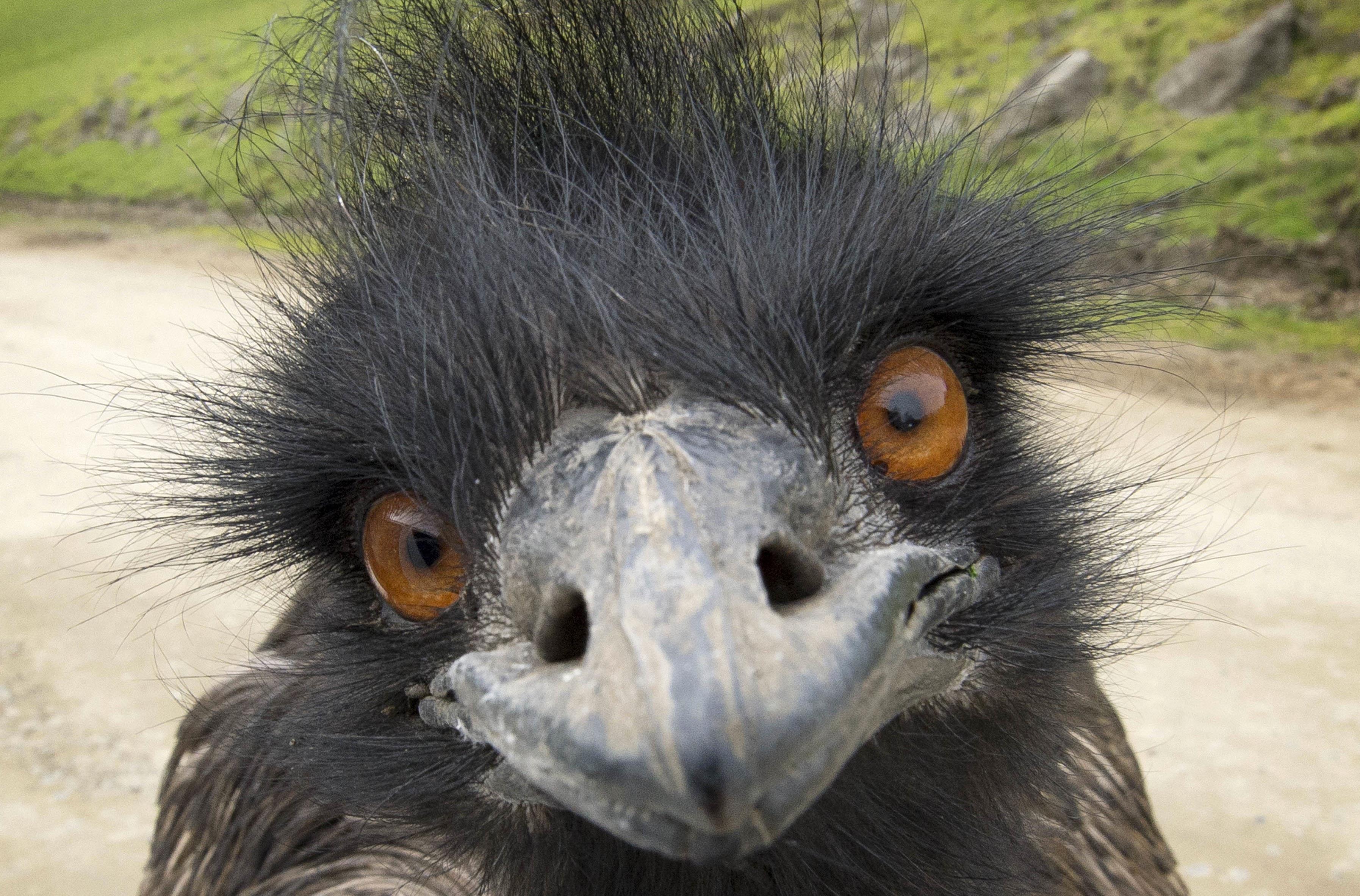 Steam emu фото 45