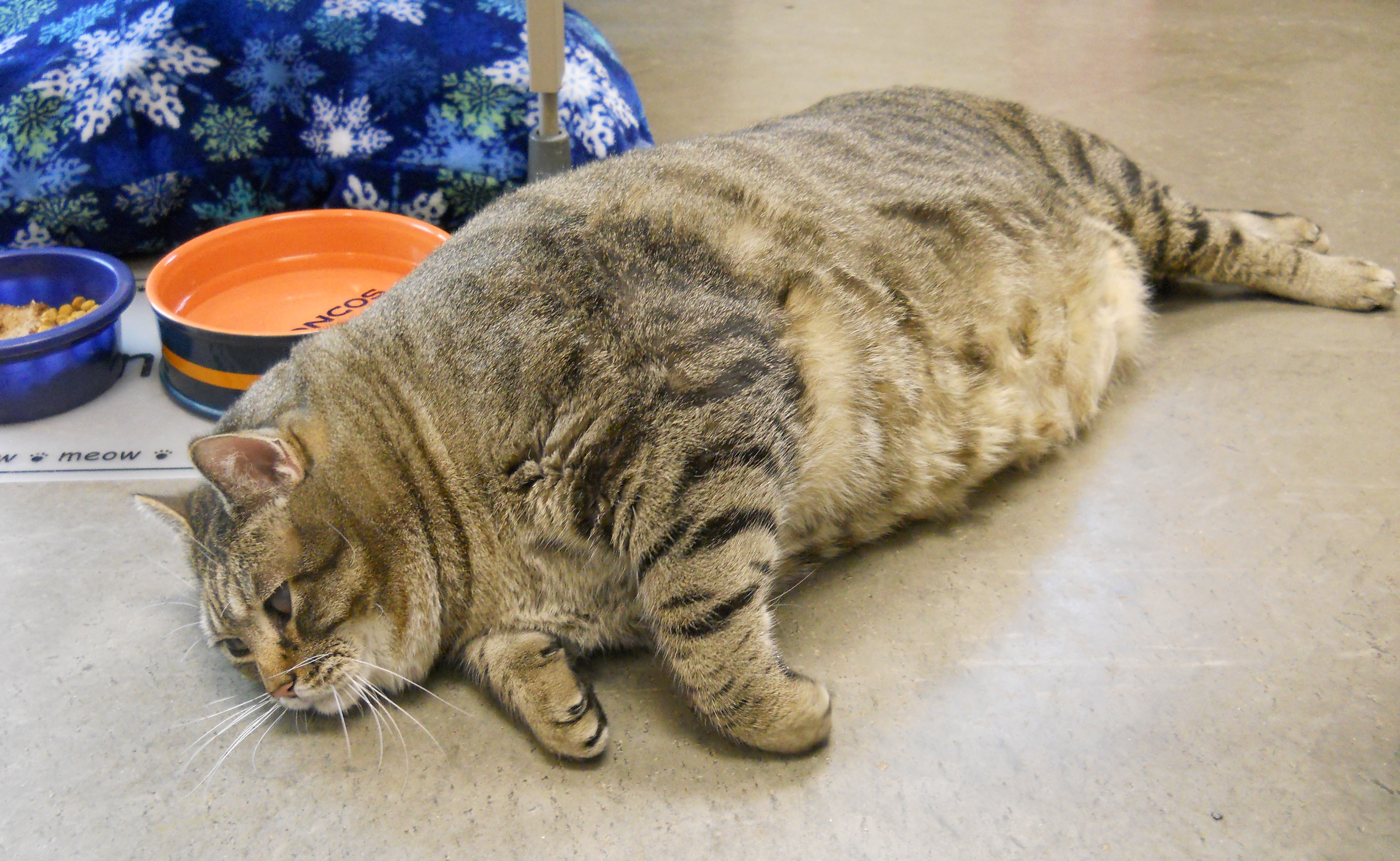 Толстого кота в мире. Толстый кот. Толстая кошка. Очень толстый кот. Перекормленные коты.